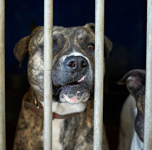 Close-up portrait of dog