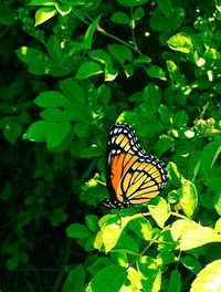 Close-up of butterfly on leaf