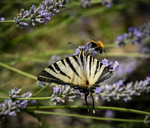 Close-up of butterfly pollinating on purple flower