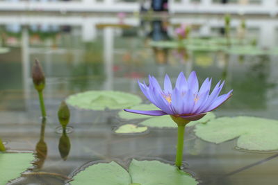 Close-up of water lily in lake