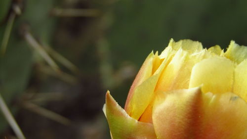 Cropped yellow flower against blurred background