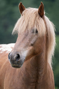 Close-up of a horse