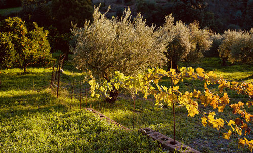 Scenic view of flowering plants on field