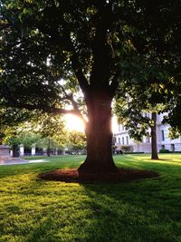 Trees in park