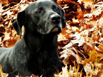Close-up of dog in leaves