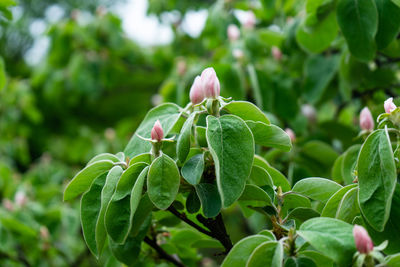 Close-up of flowering plant