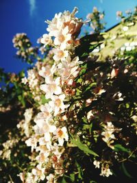 Close-up of white flowers blooming on tree