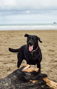 Dog standing on beach against sky