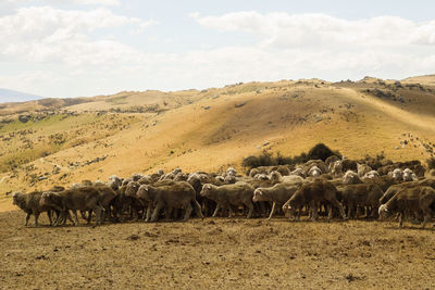 View of sheep on field against sky