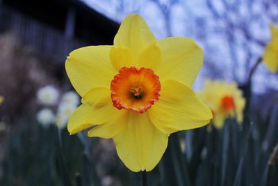 Close-up of yellow flower
