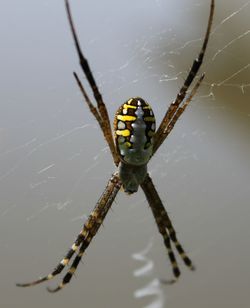 Close-up of spider on web