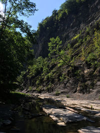 River flowing through forest