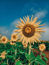 Close-up of sunflower