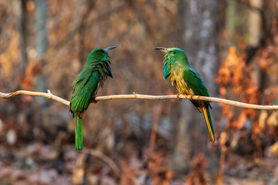 Close-up of birds perching on branch