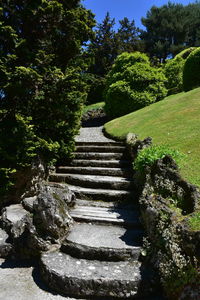 Steps amidst trees in park