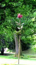 View of flowering plant on land