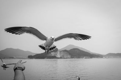 Seagulls flying over sea against sky