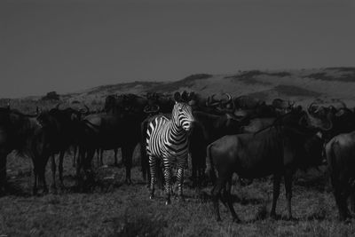 Wildebeests and zebra standing on field