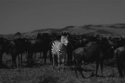Horses on a field