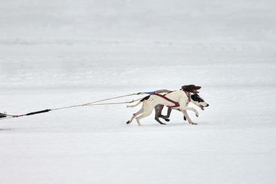 View of a dog on snow