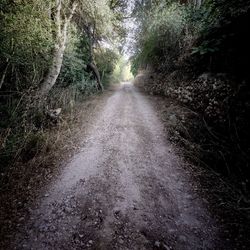 Dirt road amidst trees in forest