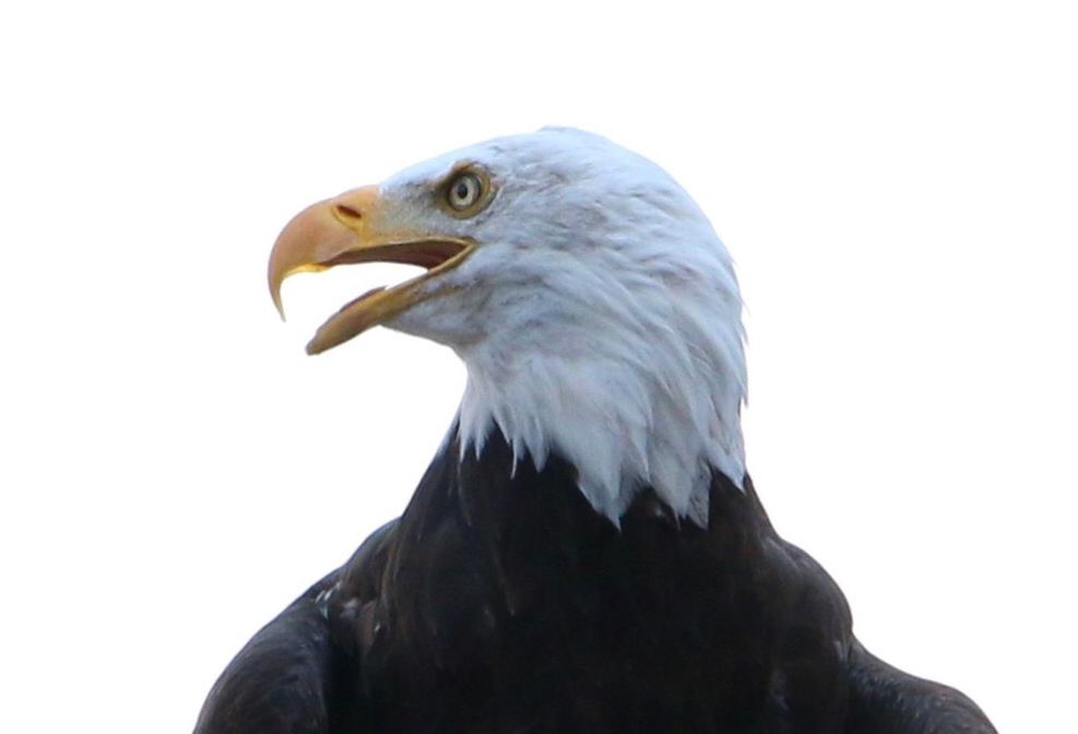 CLOSE-UP OF A BIRD