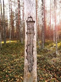 Trees growing in forest