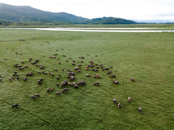 View of sheep on land