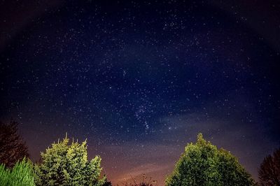 Low angle view of trees against star field