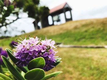 Close-up of purple flowers blooming outdoors