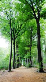 Trees in forest