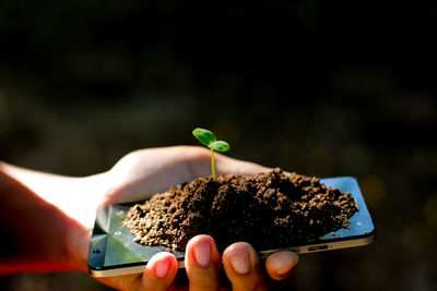 Close-up of hand holding plant