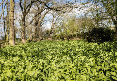 Scenic view of field