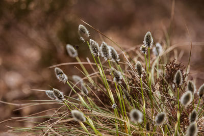 A beautiful cotton grass in a swamp in early spring