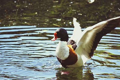 Birds in calm water