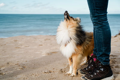 Low section of man with dog on beach