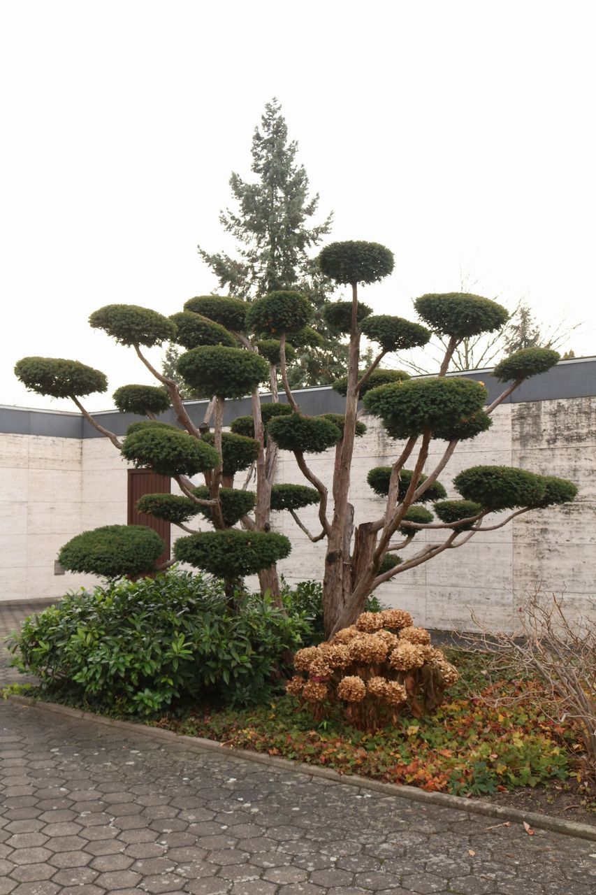 tree, growth, plant, clear sky, nature, day, no people, outdoors, palm tree, ornamental garden, olive tree