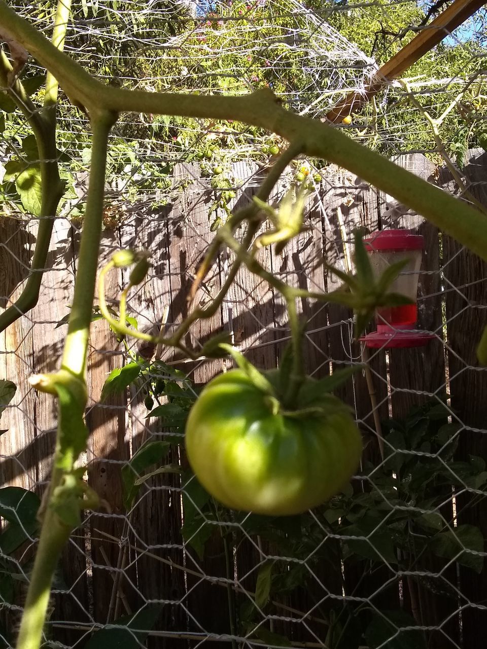 CLOSE-UP OF FRUIT GROWING ON TREE