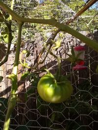 Close-up of apples on tree