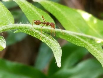 Close-up of insect on leaf