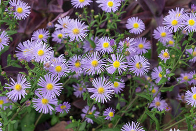Close-up of flowers blooming outdoors