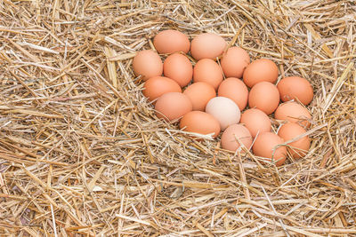 High angle view of eggs in nest