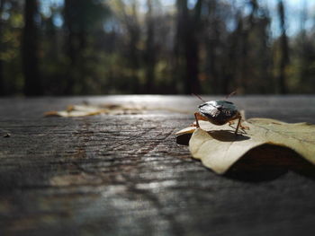 Close-up of insect on wood in forest