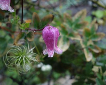 Close-up of pink flower blooming outdoors