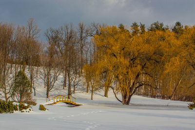 Trees on snow covered landscape