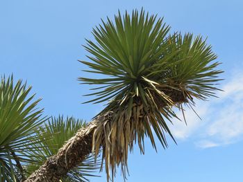 Low angle view of palm tree against clear blue sky