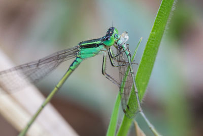 Close-up of grasshopper