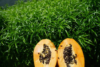 High angle view of orange fruit on plant