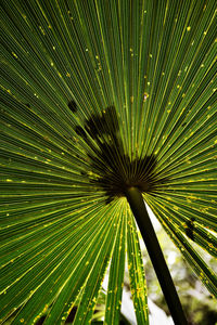 Close-up of palm tree