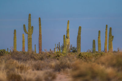 Cactus growing on field against sky